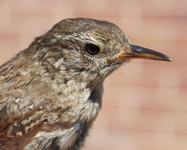 Bird Ringing Supplies Bird Ringing Supplies