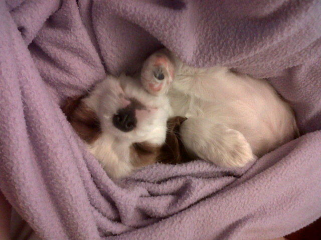 New Beagle Puppy Scared Of Bigger Dogs New Beagle Puppy Scared Of Bigger Dogs