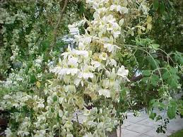 Moringa Oleifera picture