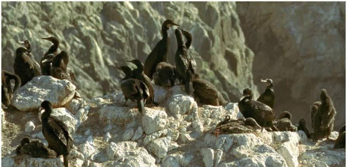 கடல் பறவைகள் Point%2BLobos%2BBirds...%2B%25287%2529.jpeg?Point-Lobos---Sea-Birds-Photos...?Point-Lobos---Sea-Birds-Photos..