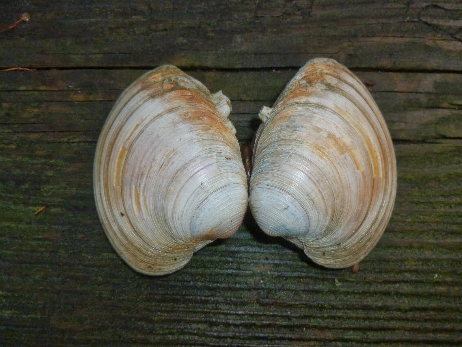 Ocracoke Island Journal 507 Year Old Clam