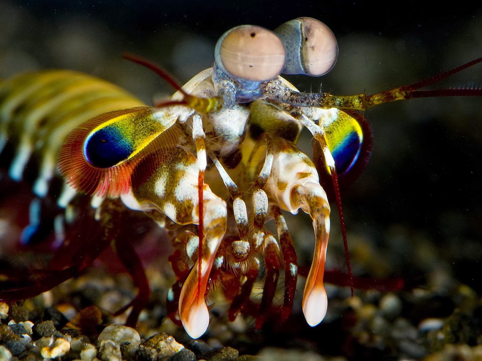 Biomimicry Design Inspired by Nature Mantis Shrimp Weapon to Armor
