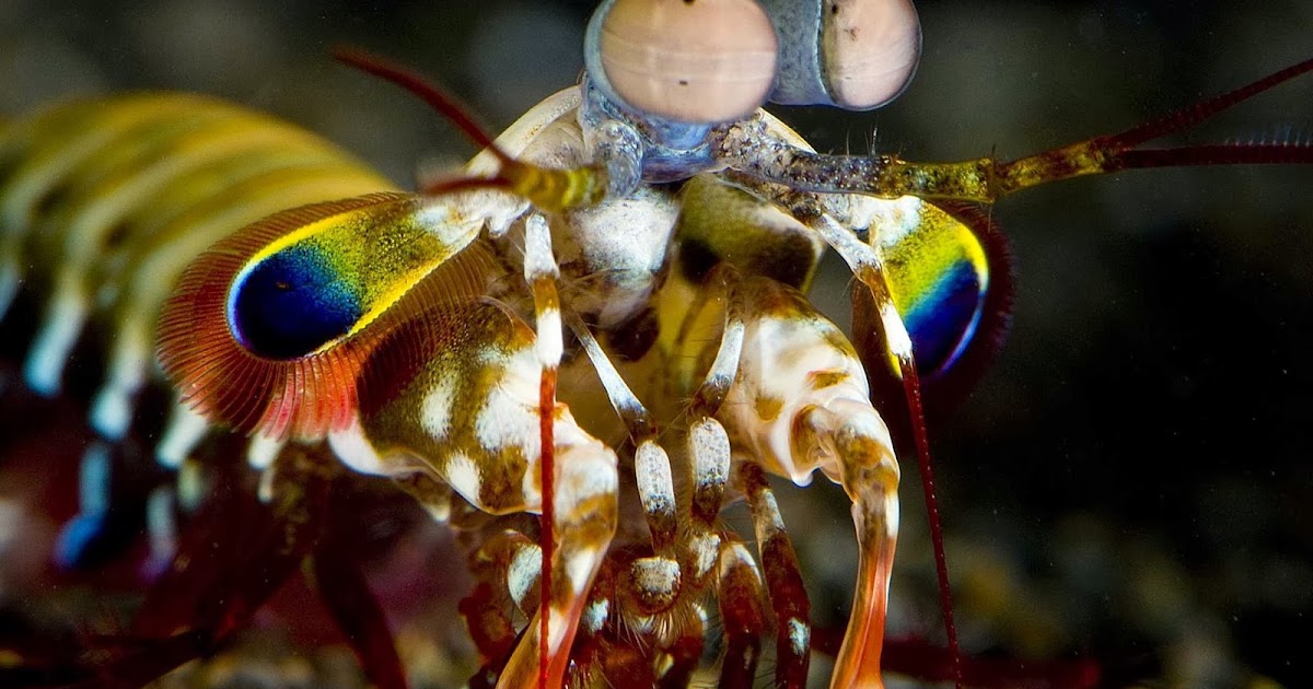 Biomimicry Design Inspired by Nature Mantis Shrimp Weapon to Armor
