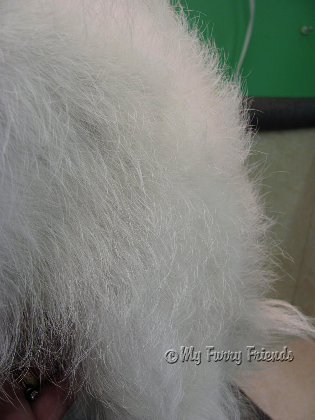 Pet Grooming The Good The Bad The Furry Grooming A Wire Hair
