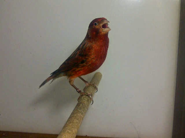 Foto Burung Kenari Red Jantan