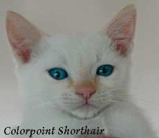 Cats Gallery Brief Information About Colorpoint Shorthair Cat