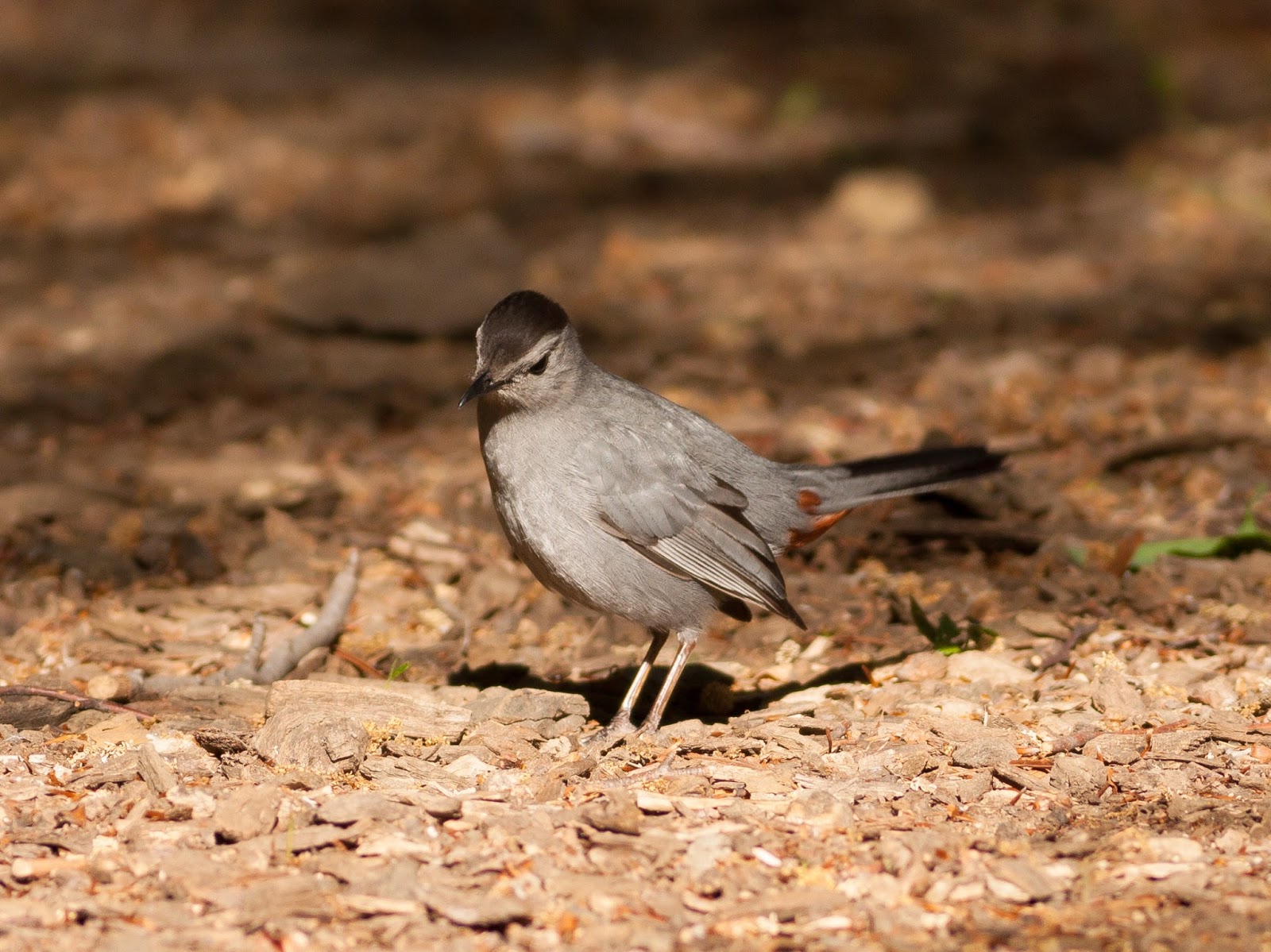 Pixie Birding New York Trip Report Day 1 (Central Park)