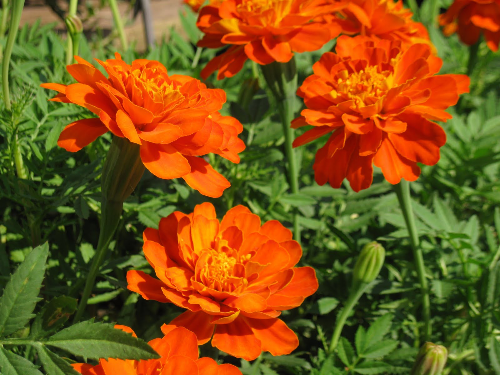 Mater Natura Designs FALL TO FROST