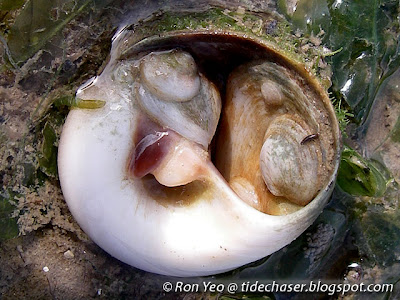 Walsh's Slipper Limpets (Siphopatella walshi)