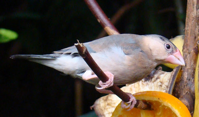 Paignton_zoo_Java_sparrow