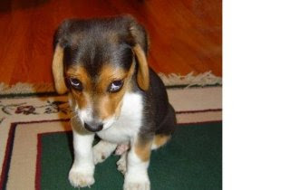Funny Dog Pictures