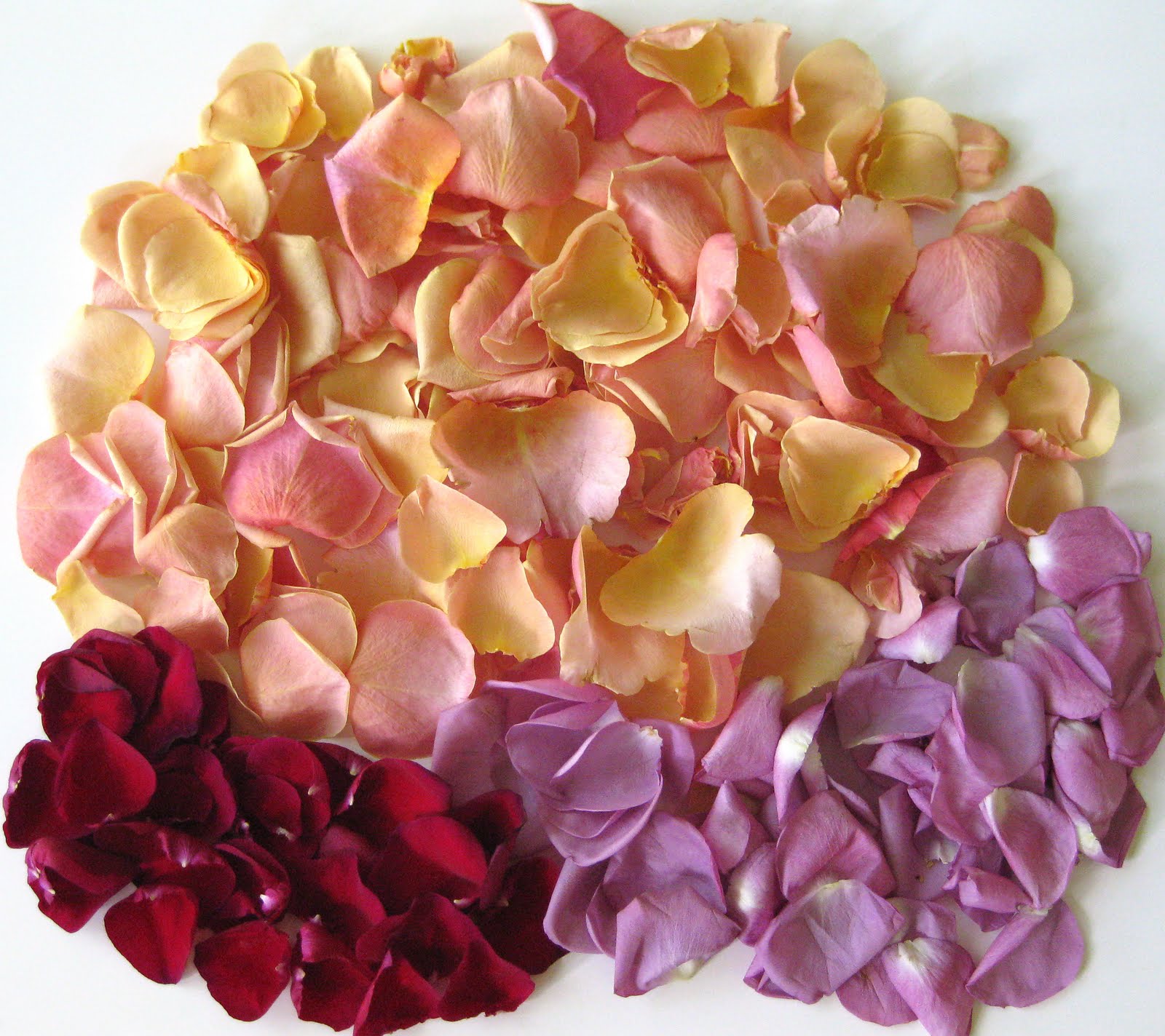 Life in Color Anniversary Roses