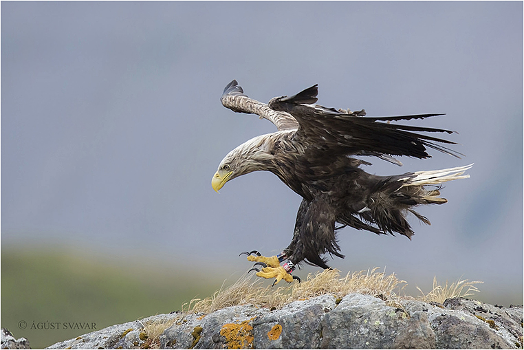 Emerging Photographers, Best Photo of the Day in Emphoka by Ágúst Svavar, https://flic.kr/p/wVSC9X Emerging Photographers, Best Photo of the Day in Emphoka by Ágúst Svavar, https://flic.kr/p/wVSC9X