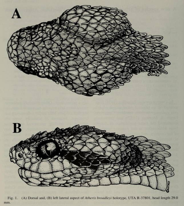 Atheris broadleyi  The Reptile Database