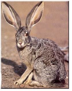 jackrabbit biomes rabbit desert jack jackrabbits rabbits biome ihmc rant chalk rock source bunnies open