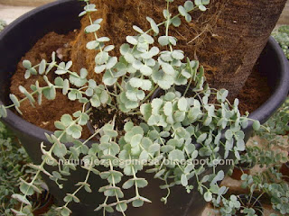 Sedum sieboldii