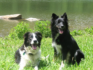 border collie pets dog puppy puppies scotch wallpaper border collie pets dog puppy puppies scotch wallpaper