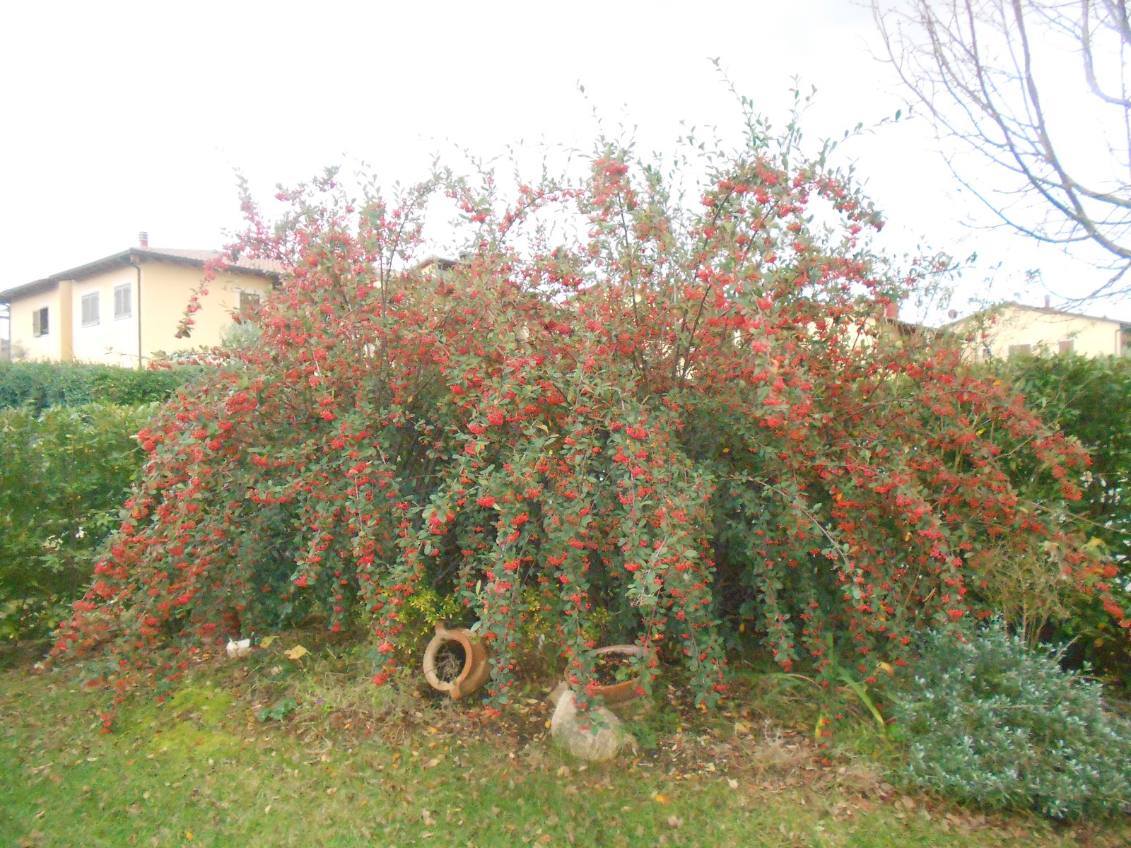 il vivaio: febbraio 2013