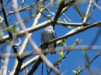 Cerulean Warbler - Prince Edward Point, ON
