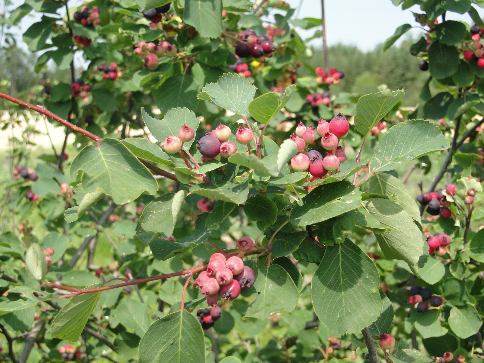 Overmeer's Farm Goods Berry Picking on the Farm, Camellia's, Thunder