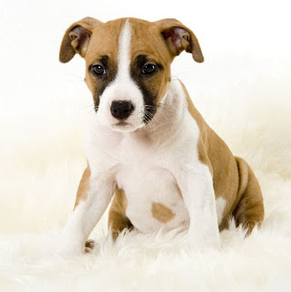 American Staffordshire Terrier Puppy