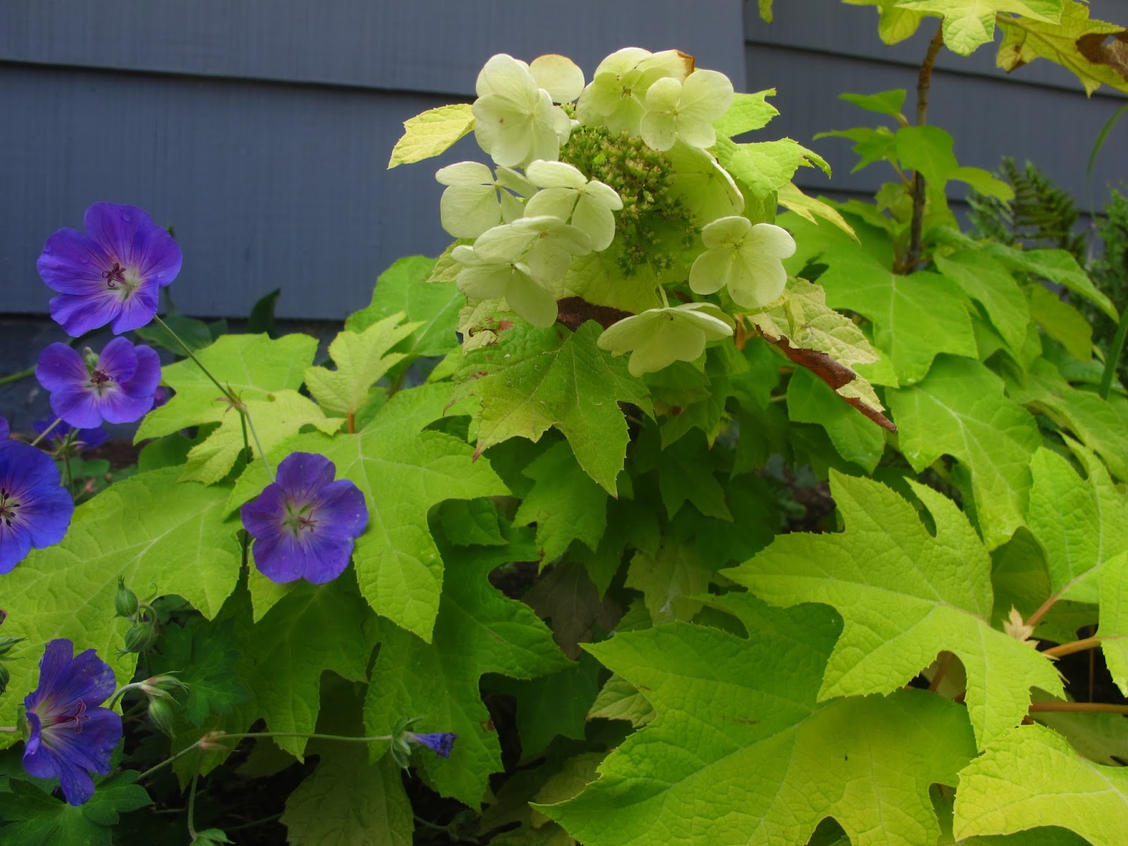 Lindaraxa Hydrangeas The Stars Of Summer