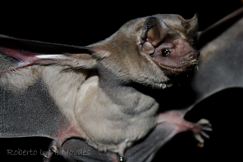Morcegos do Brasil Molossus molossus