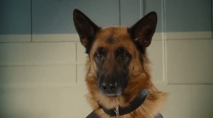 Cats And Dogs Full Movie In Hindi Watch Online Cats And Dogs Full Movie In Hindi Watch Online