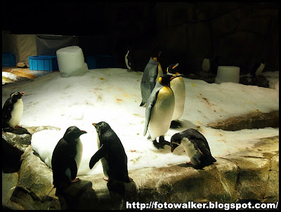 企鵝@海洋公園 (penguin@Ocean Park)