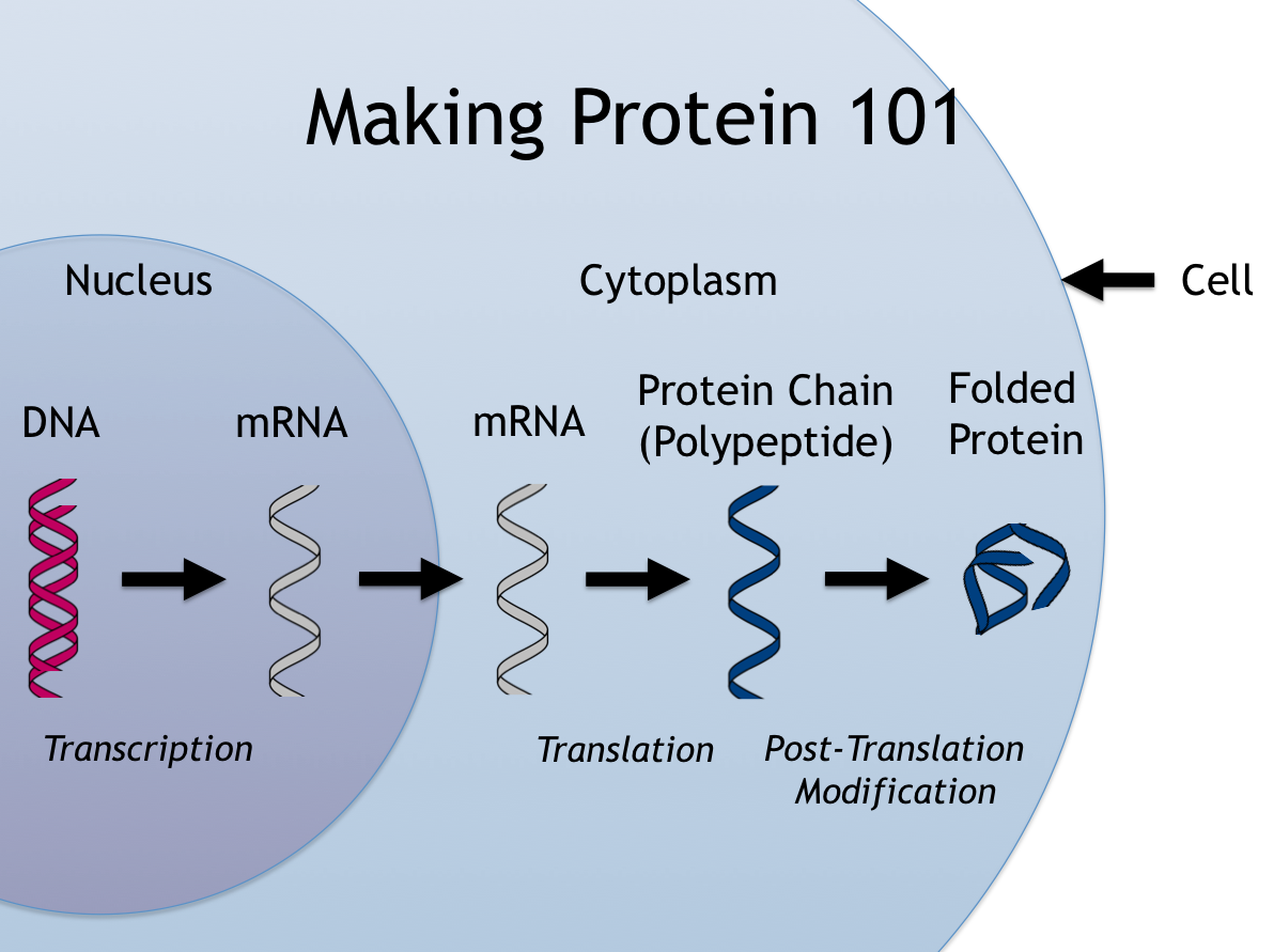 protein sinthesis Steps in protein synthesis: step 1: the first step in protein synthesis is the transcription of mrna from a dna gene in the nucleus. protein sinthesis Steps in protein synthesis: step 1: the first step in protein synthesis is the transcription of mrna from a dna gene in the nucleus.