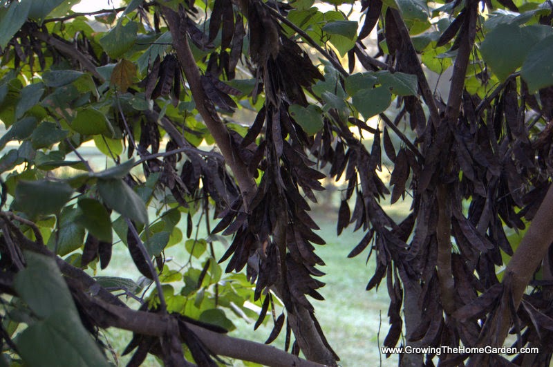 How to Save Seeds from Redbud Trees Growing The Home Garden