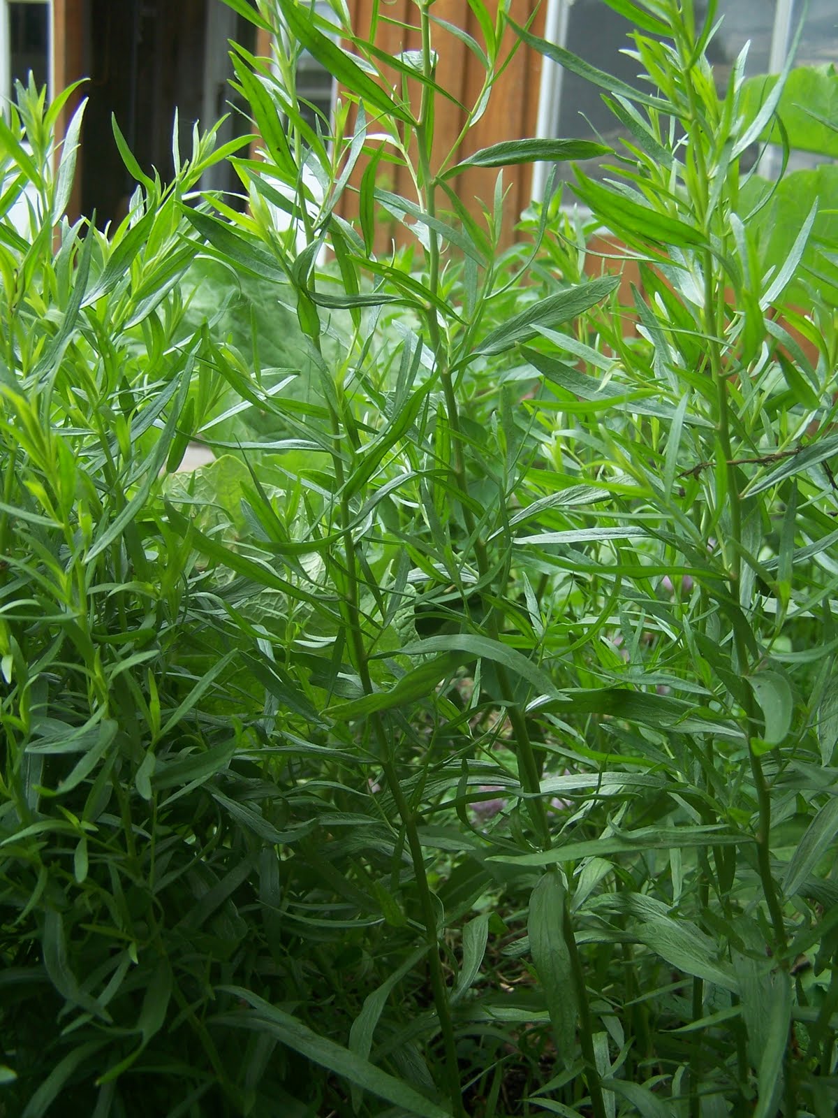 Franklin Farm Herbals and Market Herbs II Tarragon