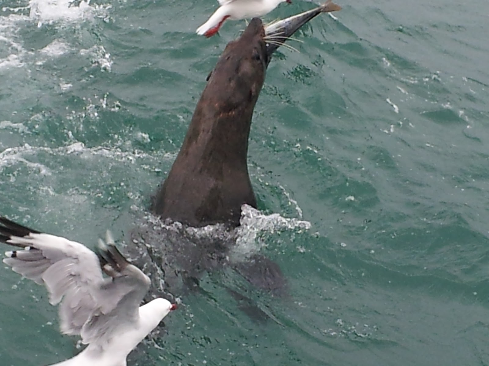 Seal Fish