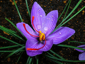 Saffron Meaning