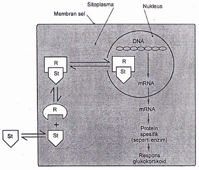Mekanisme kerja hormon steroid dan protein