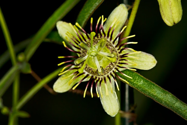 passiflora tenuiloba