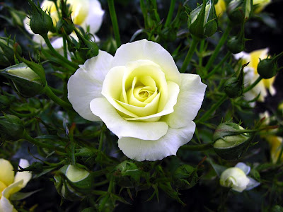Rose Flower's Very Beautiful Image Rose Flower's Very Beautiful Picture