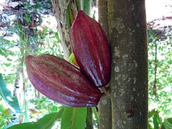 Pemeliharaan Tanaman Kakao