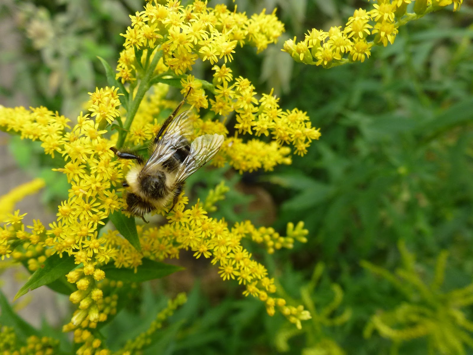Little City Farm Glorious Goldenrod Making Goldenrod Tinctures