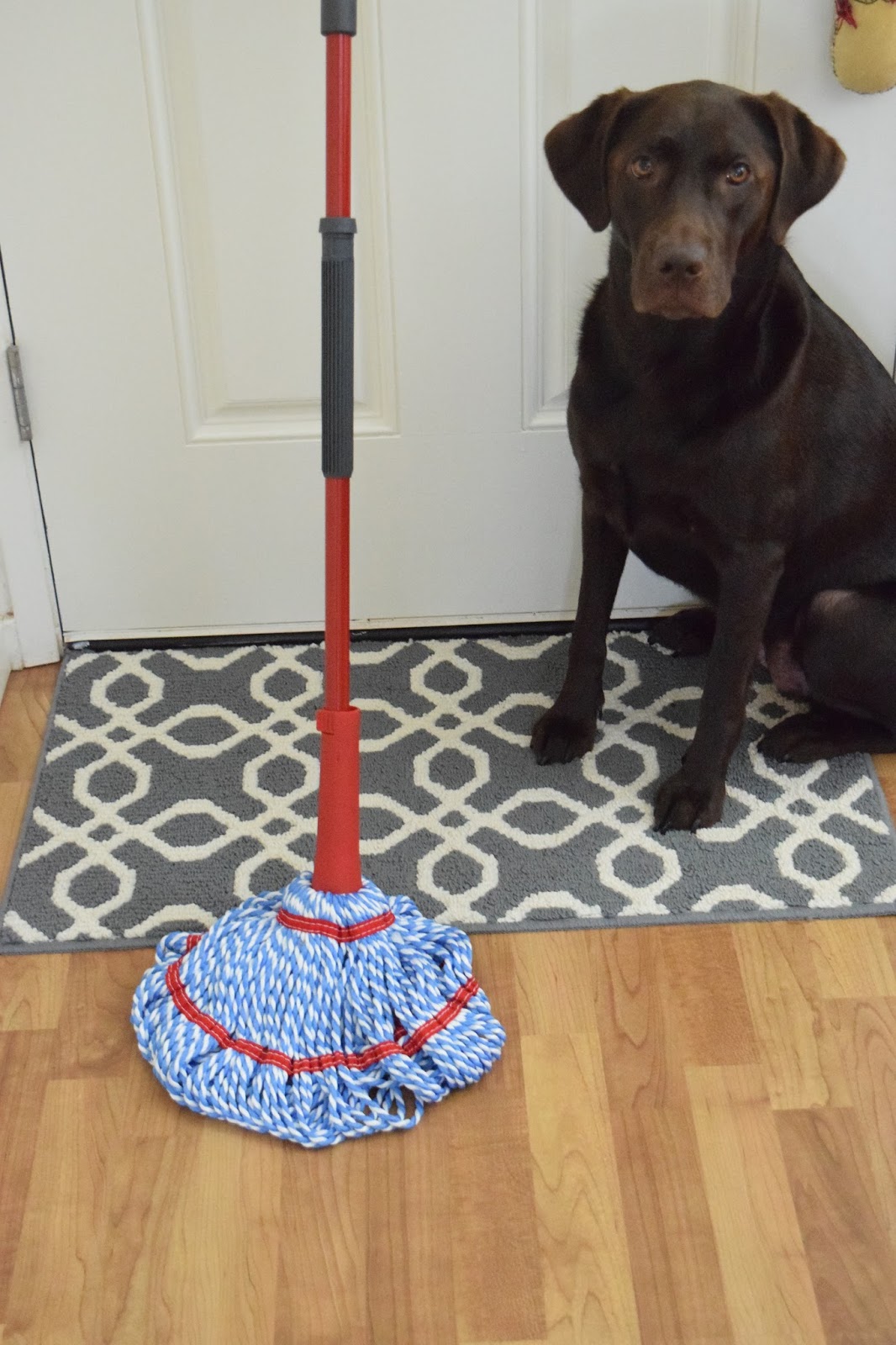 How I Keep My House Clean With Two Dogs
