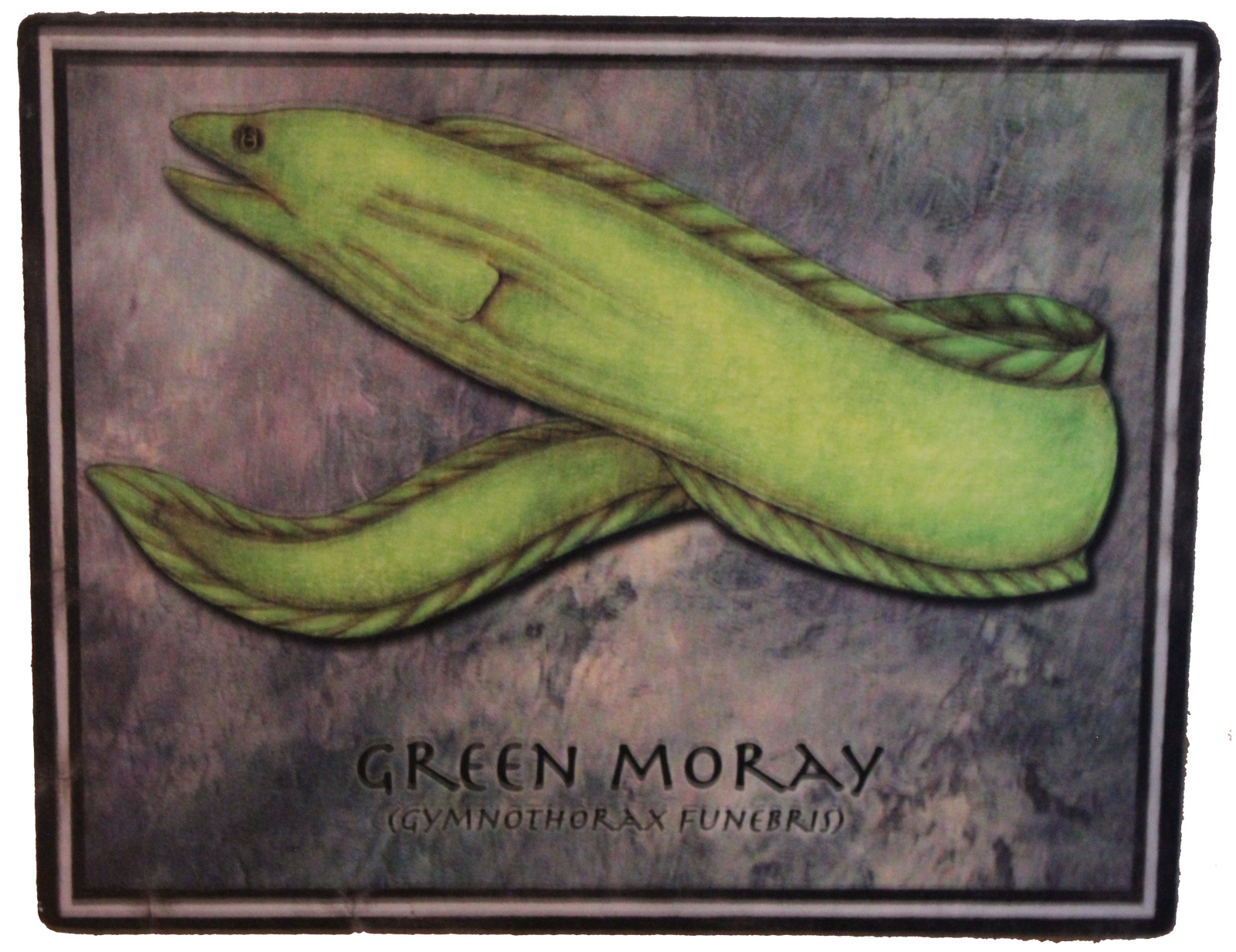 Pajama Penguin Productions Creatures of Central Florida Green Moray Eel