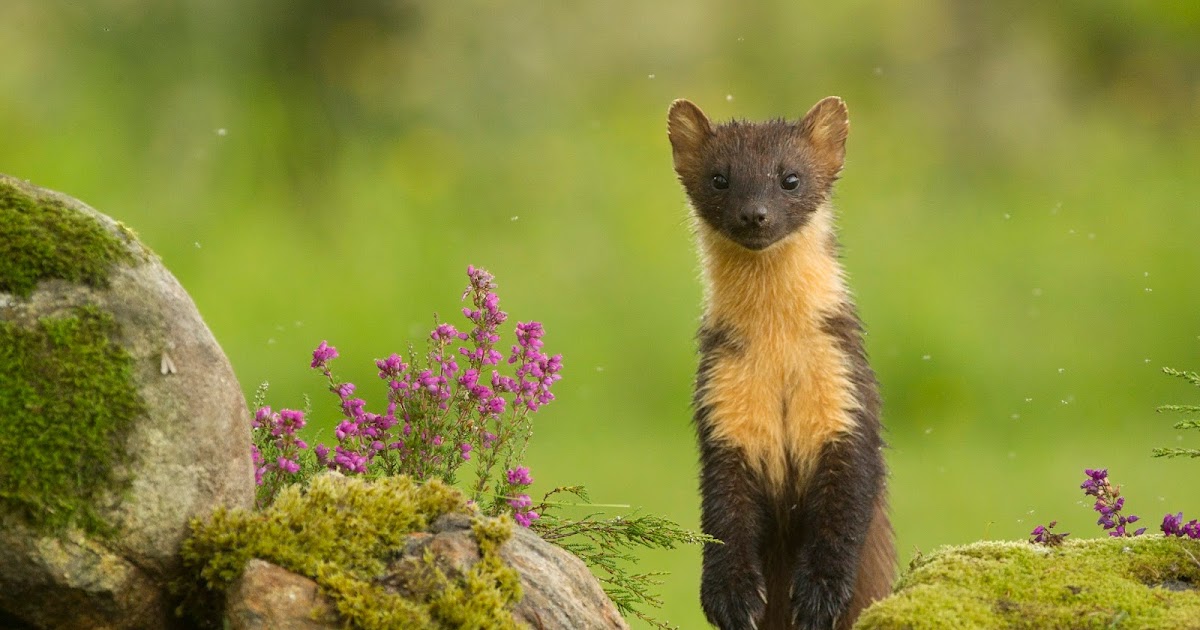 martinimages: Finally...the elusive Pine Marten