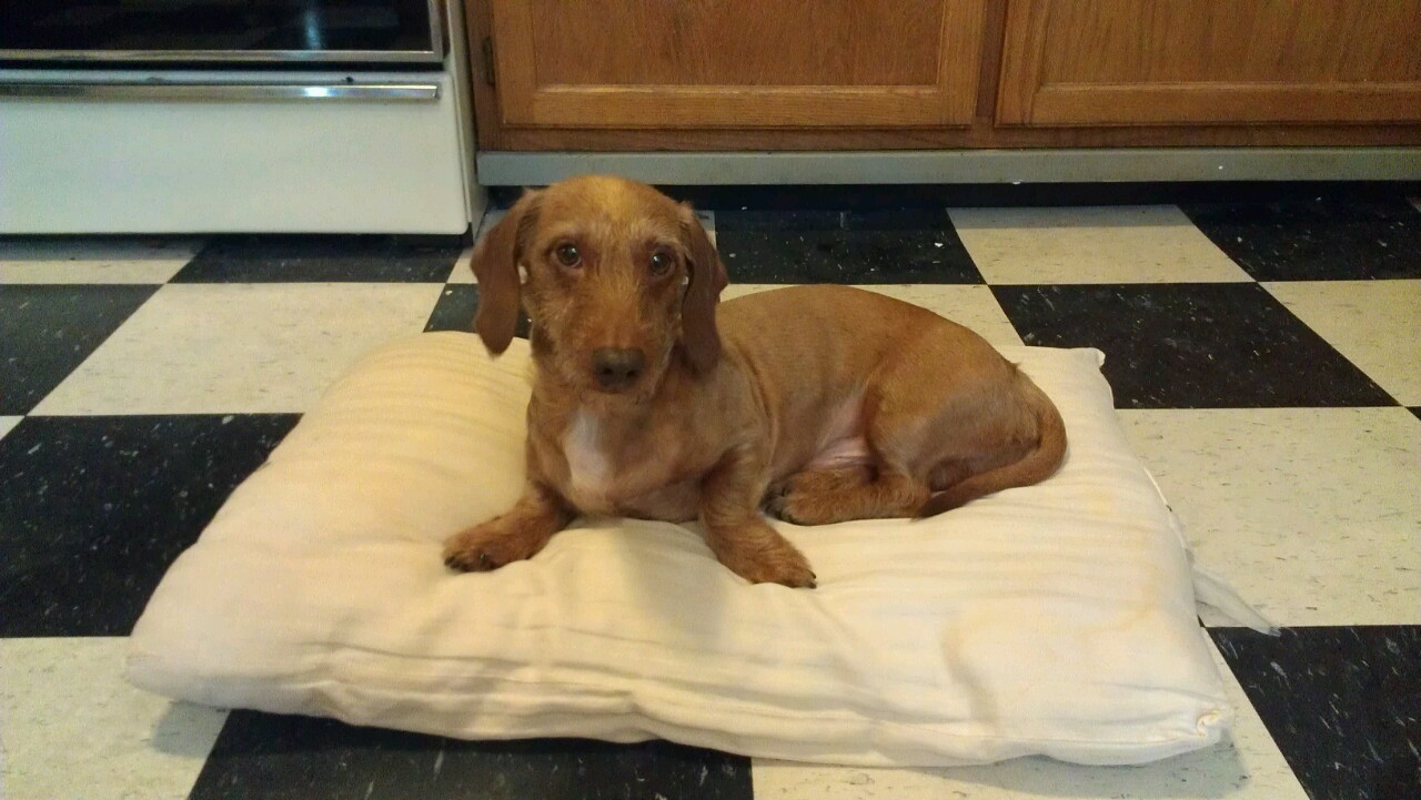 My NoSew Guide to Life NoSewNoStuffing Dog Bed