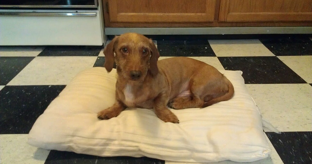 My NoSew Guide to Life NoSewNoStuffing Dog Bed