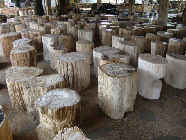 Indogemstone Petrified Wood