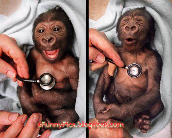 Baby Gorilla at Melbourne Zoo