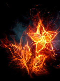 mobile hd wallpapers 2014 Free+_240x34_HQ_Wallpapers_Fire_Flower