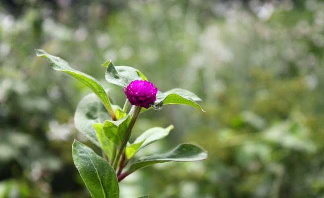 Gomphrena Flowers Pictures Gomphrena Flowers Pictures