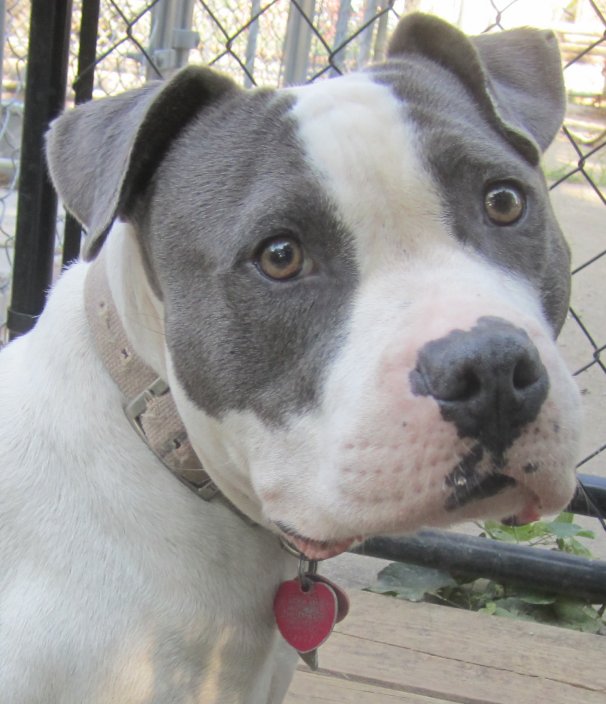 pitbull puppy adoption talking dogs at for of a adopt a pit bull slater zephyr titania pitbull puppy adoption talking dogs at for of a adopt a pit bull slater zephyr titania