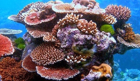 Keindahan Bawah Laut Bintan Keindahan Bawah Laut Bintan